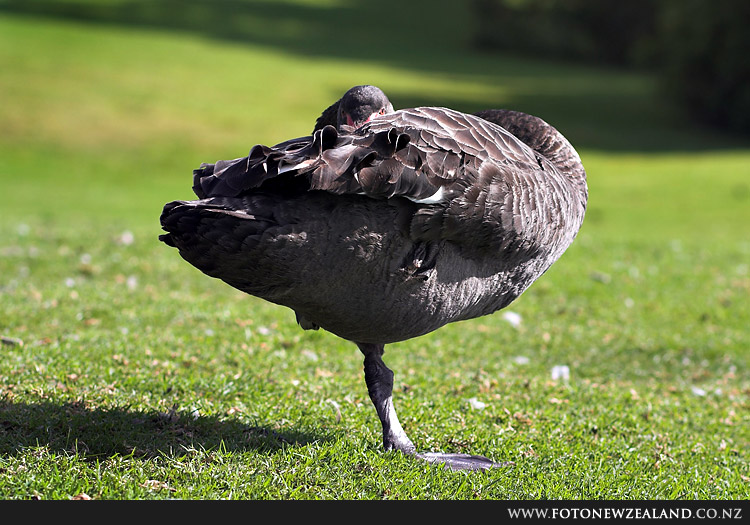 Asana, Lake Pupuke, Auckland, New Zealand