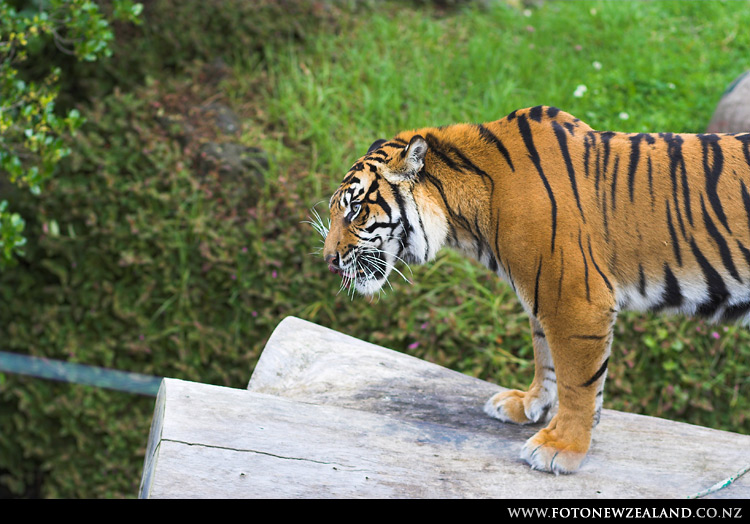 Tiger having a snack, Auckland Zoo, New Zealand