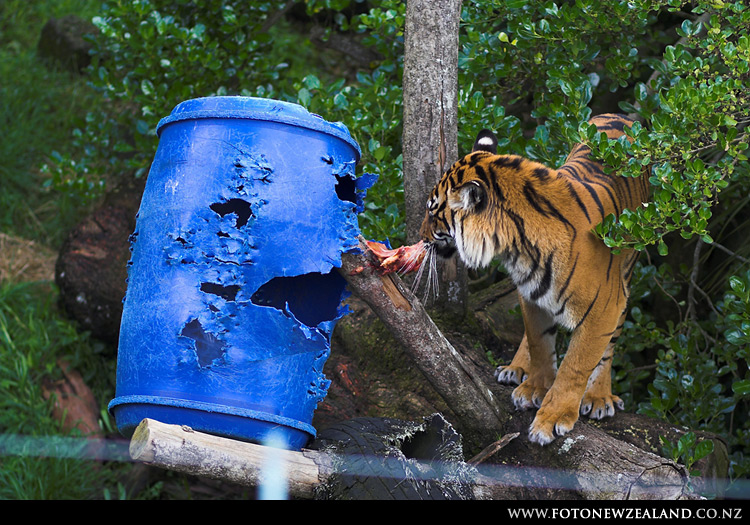 Big cats toys, Auckland Zoo, New Zealand