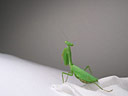 The Praying Mantis month is over :)