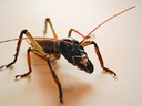Weta —  New Zealand native grasshopper
