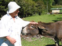 Mama and jerusalem donkey