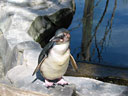 Auckland Zoo - Penguin
