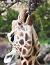 Giraffe snatching cones