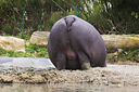 Big bum hippopotam