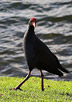 Pukeko. Lady in black at the waterfront