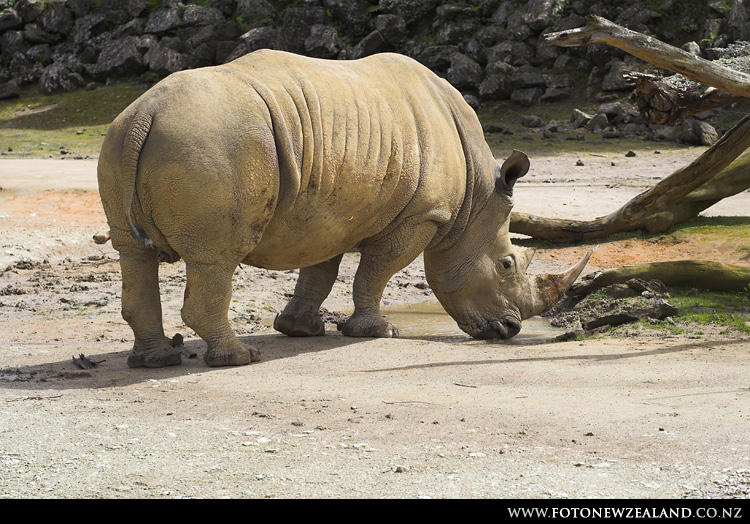 White rhino, Auckland Zoo, New Zealand