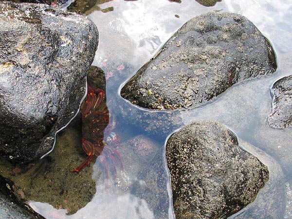 Motley Crabs at Piha Beach, Auckland, New Zealand