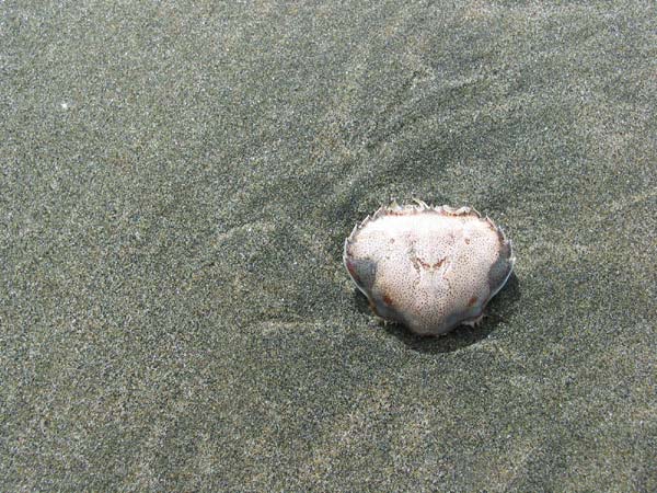 Gifts fo the sea, Auckland, New Zealand