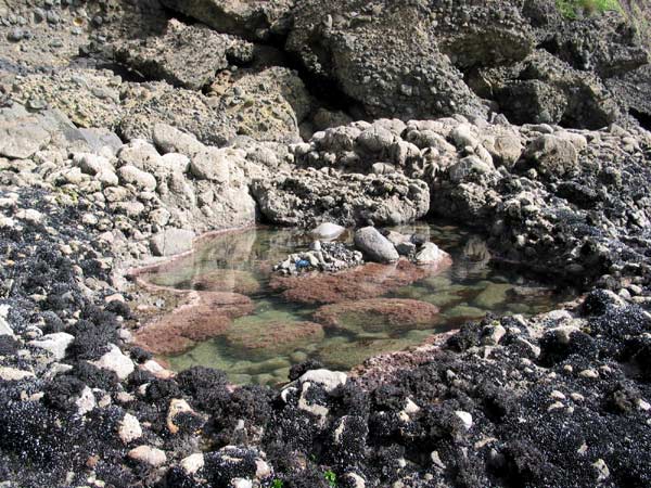 When tide is low you can see a lot of  crabs in the rock pools like that, Auckland, New Zealand