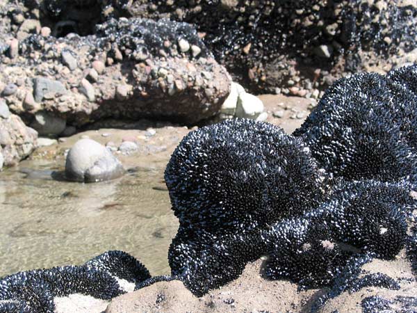 Sea shells, Auckland, New Zealand