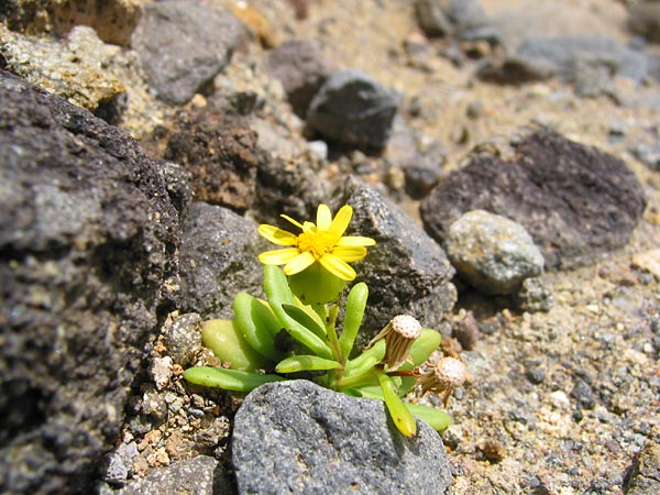 Auckland, New Zealand