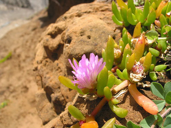 Piha Beach. Flower, Auckland, New Zealand