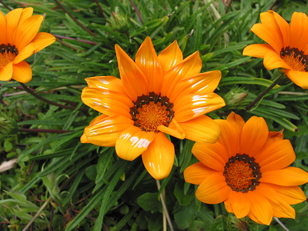 Piha Beach. Flowers, Auckland, New Zealand