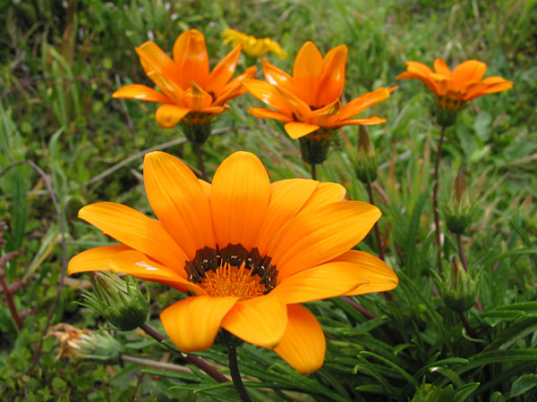 Auckland, New Zealand