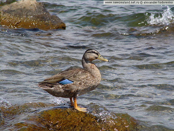Duck, Lake Pupuke, Auckland, New Zealand