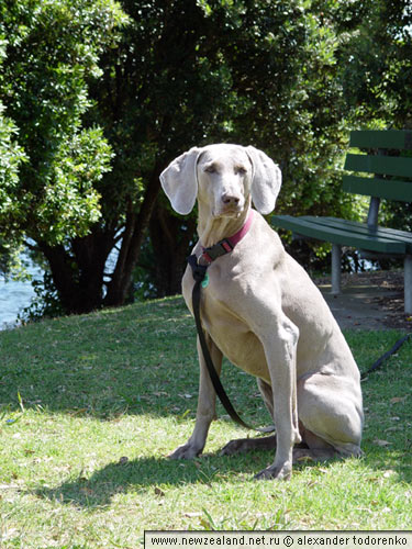 Weimaraner Weimaraner, Lake Pupuke, Auckland, New Zealand