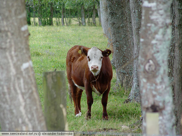 Ox, Auckland, New Zealand