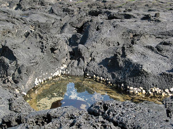Rock pool, Auckland, New Zealand