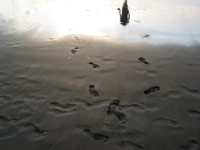 Muriwai Beach, Auckland