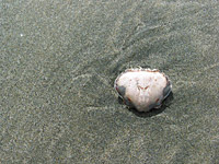 Piha Beach. Black Sand