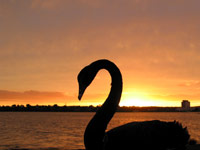 Lake Pupuke Swan