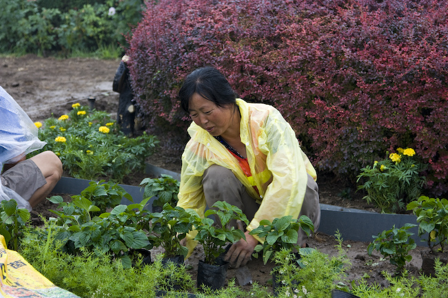 Женщина китаянка сажает растения