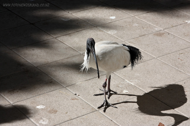 Australian White Ibis bird