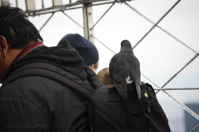 Cheeky pigeon riding a backpack at the observation deck of the Empire State Building