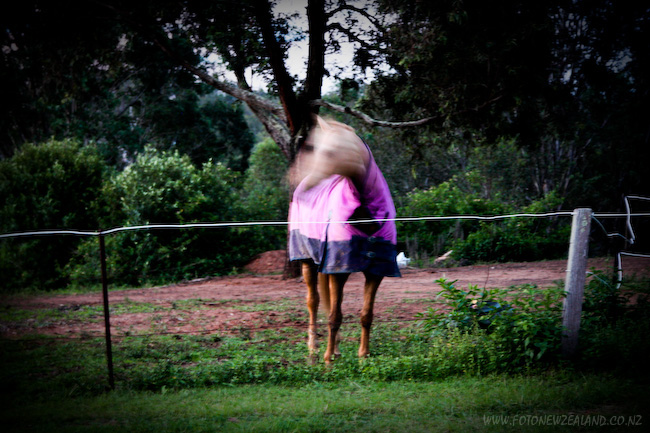 Horse in pink cloth in Australia