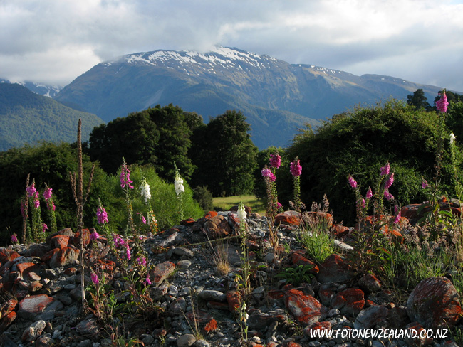 Flowers and mountains in Makarora New Zealand