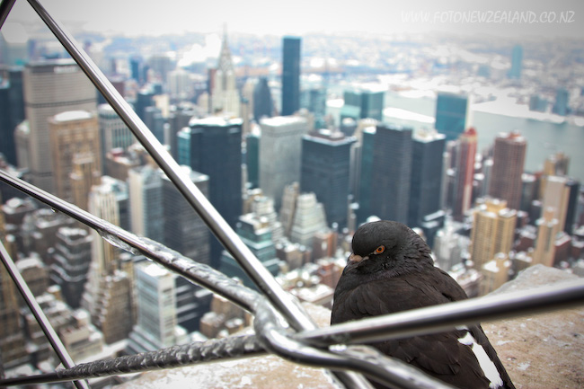 Pigeon at the observation deck of the Empire State Building