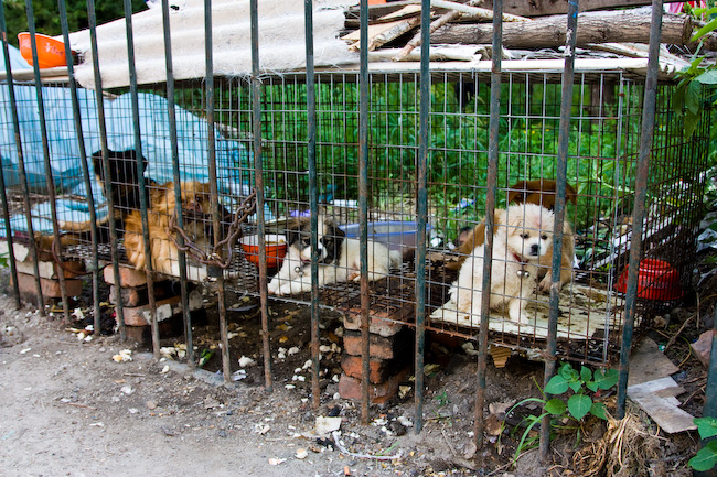Puppies in the cage