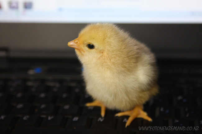 Chick and the laptop